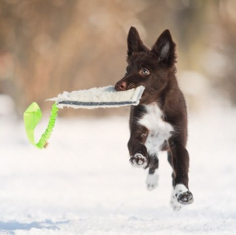 Dingo Zabawka dla psa - Szarpak Wełna owcza z rączką bungee zielony Dingo Zabawka dla psa - Szarpak Wełna owcza z rączką bungee zielony