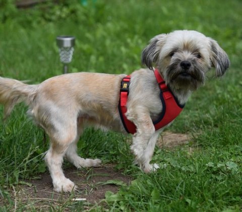 Dingo Szelki bezuciskowe z dwupaskową regulacją S czerwone