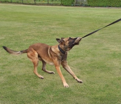 Dingo Zabawka dla psa - Sztuczne Futro z rączką bungee 150cn Dingo Zabawka dla psa - Sztuczne Futro z rączką bungee 150cn