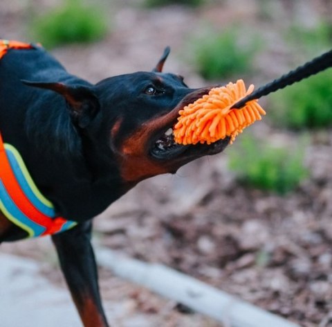 Dingo Zabawka dla psa - Szarpak Mop z rączką bungee niebieski Dingo Zabawka dla psa - Szarpak Mop z rączką bungee niebieski