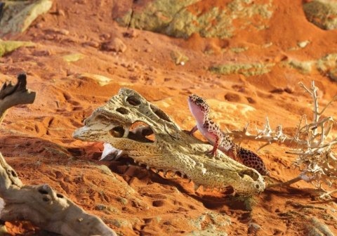 EXO TERRA Crocodile Skull (czaszka krokodyla) EXO TERRA Crocodile Skull (czaszka krokodyla)