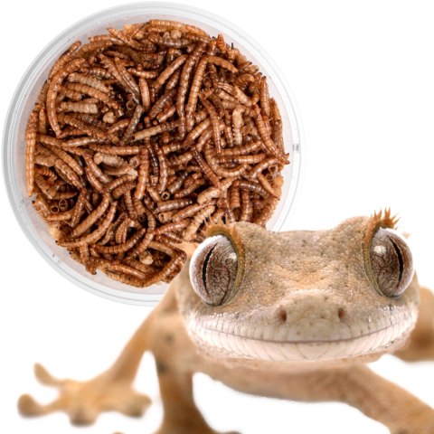 Terrario Repti Bites Mealworms 500ml - larwy mącznika suszone